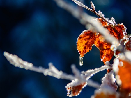 Frozen leaf with beautiful bokeh, blue backgroundの写真素材