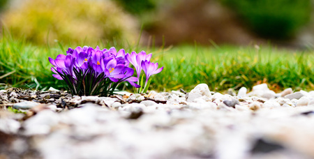 Purple colorful blossom, early spring photographyの写真素材