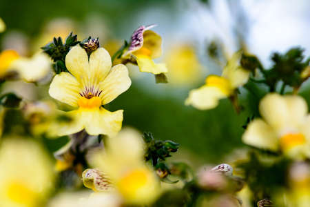 Pansies in summerの写真素材