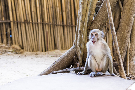 Long tailed cute monkey sitting under the tree