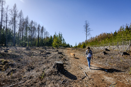 Women tourists walk in the forest to nature tours.の写真素材