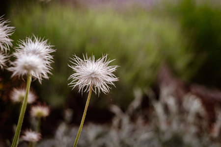 Close up photography of white dandelion flower.の写真素材