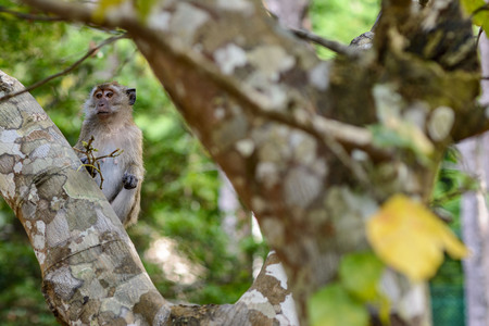Macaque sitting on the tree, looking for food