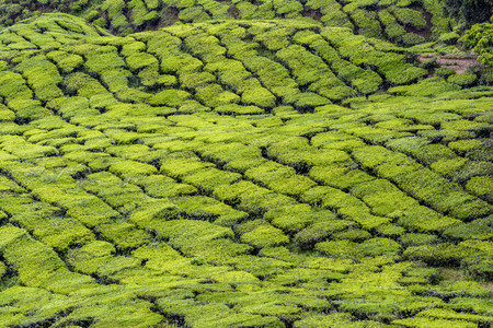 Detailed telephotography of freshly green tea plantation in Cameron Highlandsの写真素材