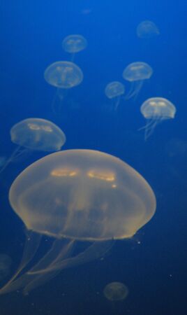 jelly fishの写真素材