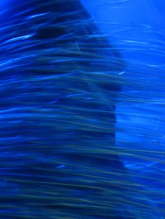 fish in blueの写真素材