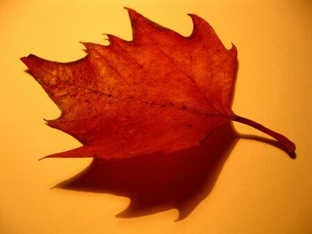 autumn leave