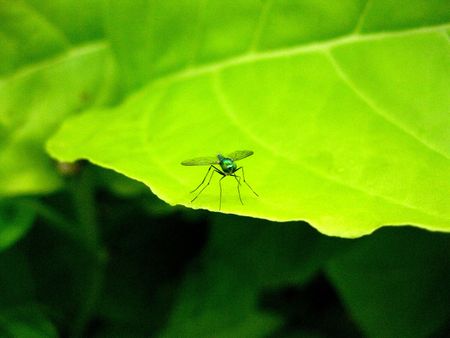 mosquito on leaveの写真素材