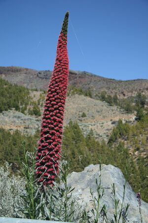 viper's buglossの写真素材