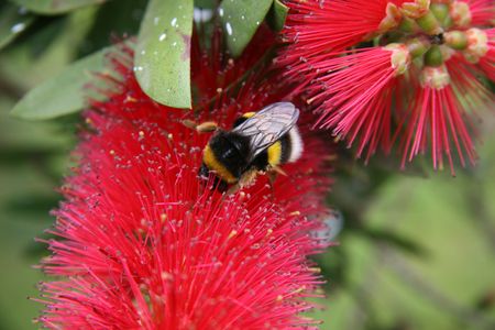 bumblebee pollinats a flowerの写真素材