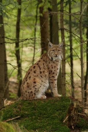 lynxの写真素材