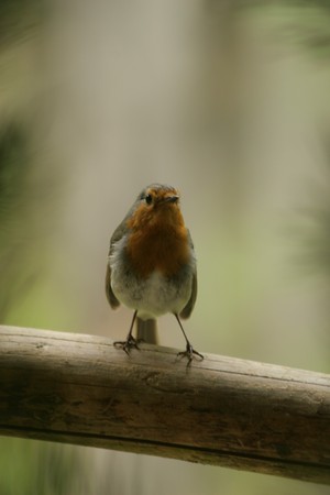 robinの写真素材