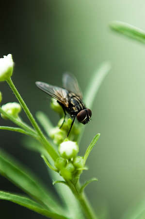 Extreme closeup macro photograph of a common house fly