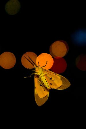 Underside of a moth at night の写真素材