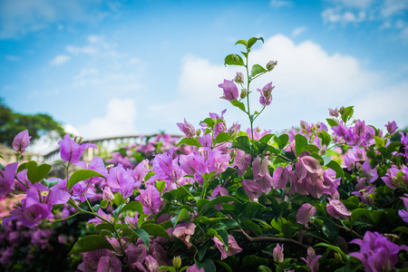 Pink Bougainvillea close upの写真素材