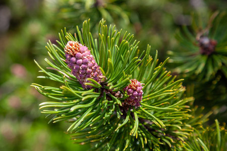 pine flower, flowers of the mountains, Pinus sylvestrisの写真素材