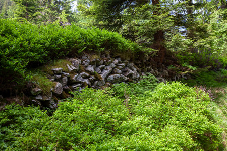European blueberries around stone mountain path, mountains, mountain stone pathの写真素材
