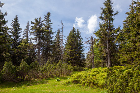 mountains, mountain landscape, spruce trees on the mountains, Giant Mountainsの写真素材