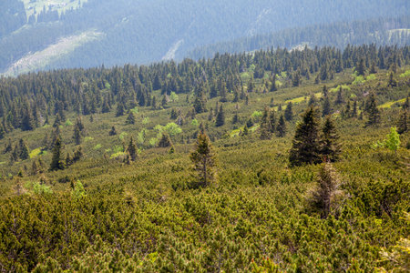 mountains, mountain landscape, spruce trees on the mountains, Giant Mountainsの写真素材