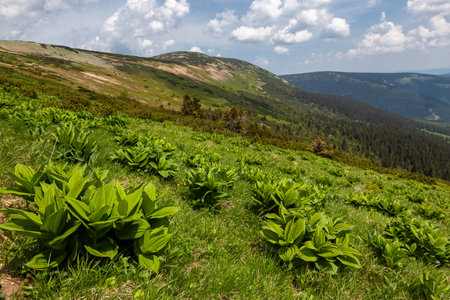 mountain meadow, mountain landscape, Giant Mountains, mountainsの写真素材
