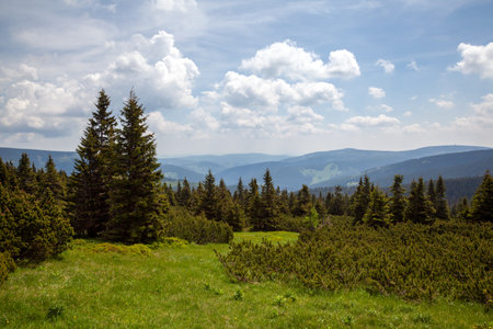 mountains, mountain landscape, spruce trees on the mountains, Giant Mountainsの写真素材
