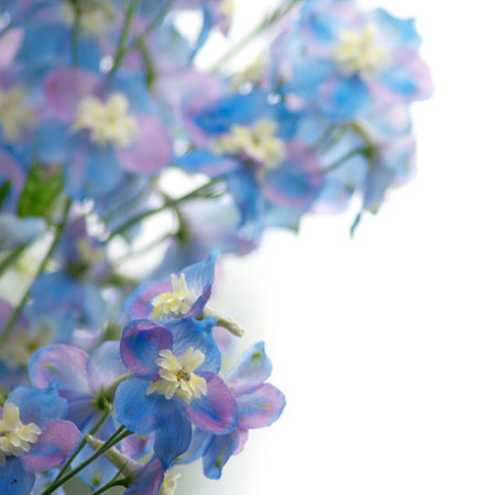 Blue flowers on a white backgroundの写真素材
