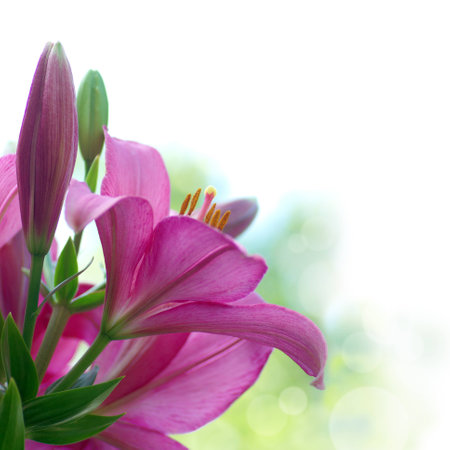 beautiful flowers of red, purple lilies on a white backgroundの写真素材
