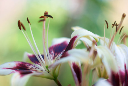Beautiful flowers lily stylized art of watercolorの写真素材