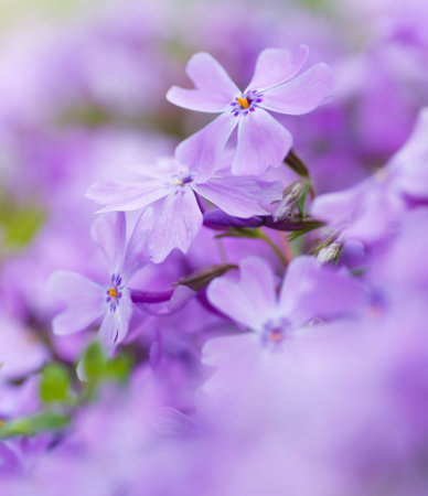 colorful blue flowers  purple flowers  close-up  soft focus, blur flower  flower backgroundの写真素材