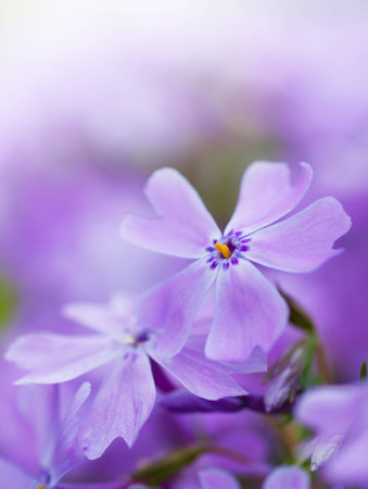 colorful blue flowers  purple flowers  close-up  soft focus, blur flower  flower backgroundの写真素材