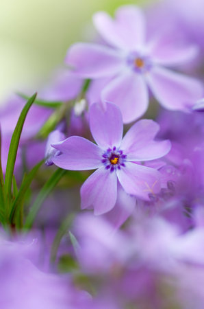 colorful blue flowers  purple flowers  close-up  soft focus, blur flower  flower backgroundの写真素材