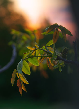 Young leaves of walnut in the sunset. Foliage in spring. Colorful evening landscape with tree walnut.の写真素材