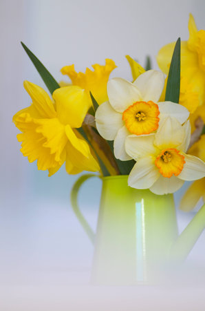 Spring floral border, beautiful fresh narcissus flowers. Vase with flowers.の写真素材