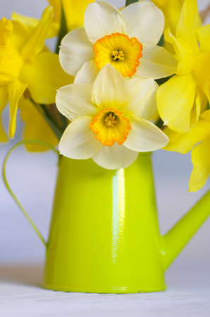 Spring floral border, beautiful fresh narcissus flowers. Vase with flowers.の写真素材