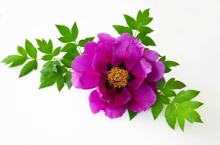 Red peony flower isolated on white background. Purple flower.の写真素材
