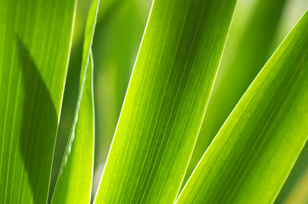 Bright and colorful abstract floral background. Blur and close-up of leaves. Sunlight through the...