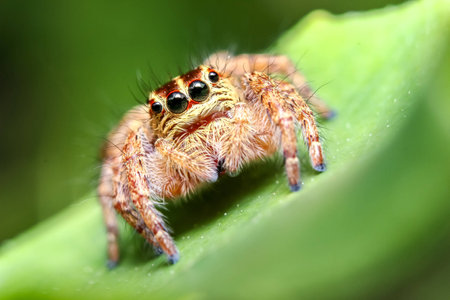 Close up Jumping Spider Hyllus, Spider in Thailand