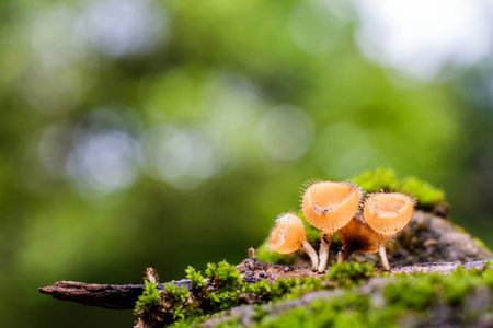 Cookeina sulcipes (Berk.) Kuntze. in the forest on background blurの写真素材
