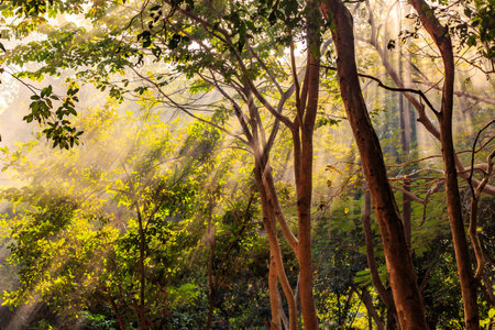 Beautiful sunlight rays pass through the trees and smoke, in the morning of summerの写真素材