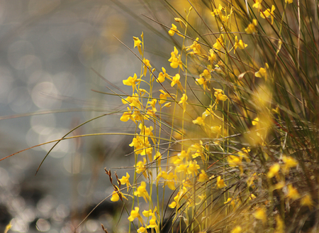 Little yellow flower, bokeh backgroundの写真素材