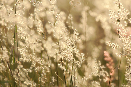 Grass flower with sunlight bokeh and blur backgroundのeditorial素材
