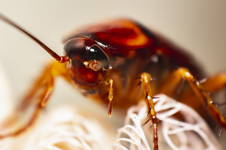 Macro of cockroach, cockroach close up