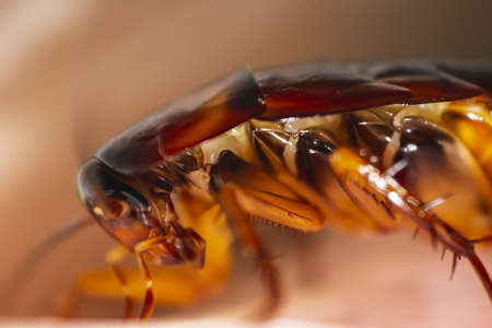 Macro of cockroach, cockroach close up