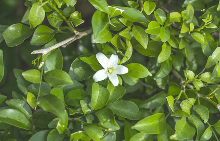 The beautiful flower in natural background