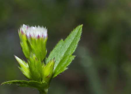 purple flower head in macroの写真素材