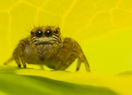 Macro single spider on green leaf, close-up spider action looking on leafの写真素材