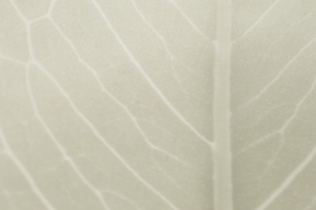 the leaf pattern texture background, the nature of leaf pattern background, the nature background