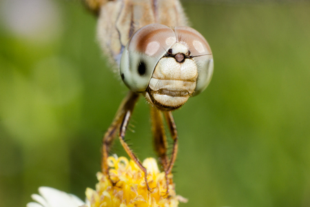 Macro of dragonfly on white and yellow grass flower, the dragonfly in naturalの写真素材