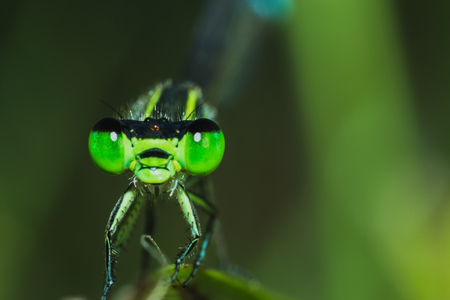 Close-up dragonfly in back view on grass, dragonfly in natural macro view