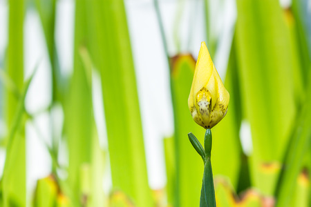 yellow flower close-up on green leaf pattern background, the blur nature background